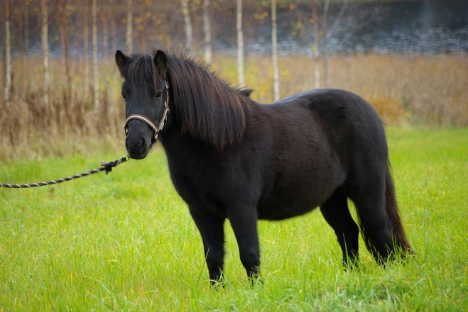 En bra byggd Shetlandsponny